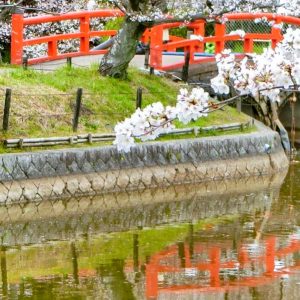 亀城公園、桜、３月春の花、愛知県刈谷市の観光・撮影スポットの画像と写真