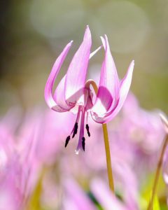 可児川下流域自然公園、 カタクリ群生地、3月春の花、岐阜県可児市の観光・撮影スポットの画像と写真