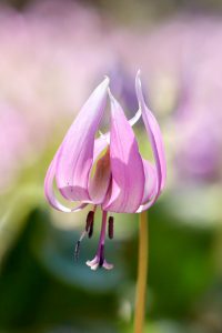 可児川下流域自然公園、 カタクリ群生地、3月春の花、岐阜県可児市の観光・撮影スポットの画像と写真