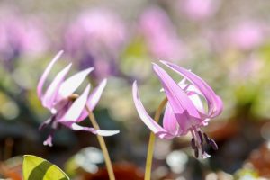 可児川下流域自然公園、 カタクリ群生地、3月春の花、岐阜県可児市の観光・撮影スポットの画像と写真