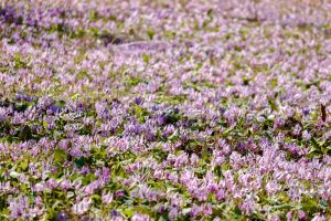 可児川下流域自然公園、 カタクリ群生地、3月春の花、岐阜県可児市の観光・撮影スポットの画像と写真