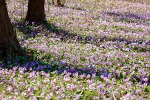 可児川下流域自然公園、 カタクリ群生地、3月春の花、岐阜県可児市の観光・撮影スポットの画像と写真