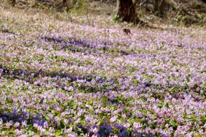 可児川下流域自然公園、 カタクリ群生地、3月春の花、岐阜県可児市の観光・撮影スポットの画像と写真