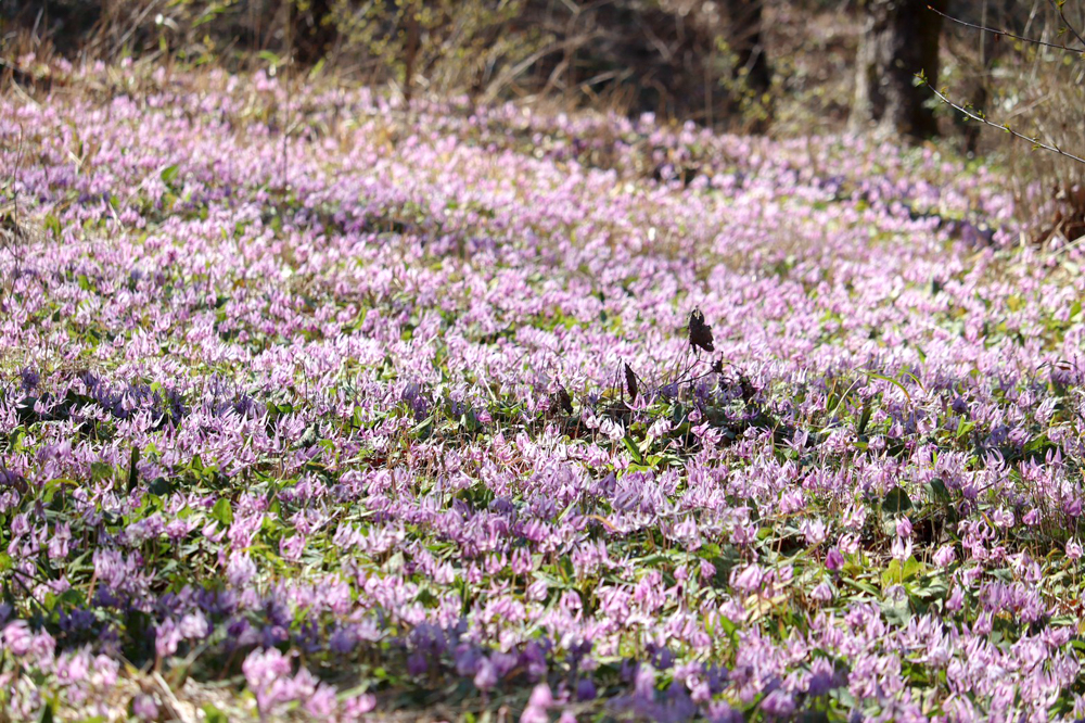 可児川下流域自然公園、 カタクリ群生地、3月春の花、岐阜県可児市の観光・撮影スポットの画像と写真