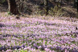 可児川下流域自然公園、 カタクリ群生地、3月春の花、岐阜県可児市の観光・撮影スポットの画像と写真