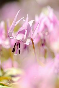 可児川下流域自然公園、 カタクリ群生地、3月春の花、岐阜県可児市の観光・撮影スポットの画像と写真
