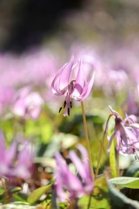 可児川下流域自然公園、 カタクリ群生地、3月春の花、岐阜県可児市の観光・撮影スポットの画像と写真