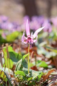 可児川下流域自然公園、 カタクリ群生地、3月春の花、岐阜県可児市の観光・撮影スポットの画像と写真