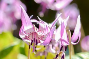可児川下流域自然公園、 カタクリ群生地、3月春の花、岐阜県可児市の観光・撮影スポットの画像と写真