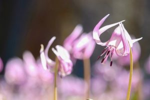 可児川下流域自然公園、 カタクリ群生地、3月春の花、岐阜県可児市の観光・撮影スポットの画像と写真