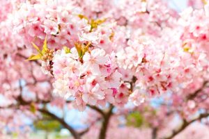 松阪河津桜ロード、2月春の花、三重県松阪市の観光・撮影スポットの画像と写真