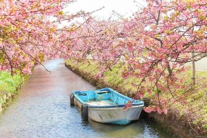 松阪河津桜ロード、2月春の花、三重県松阪市の観光・撮影スポットの画像と写真
