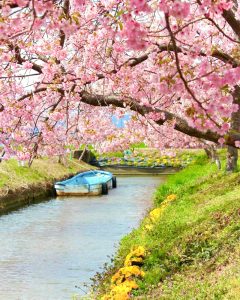 松阪河津桜ロード、2月春の花、三重県松阪市の観光・撮影スポットの画像と写真