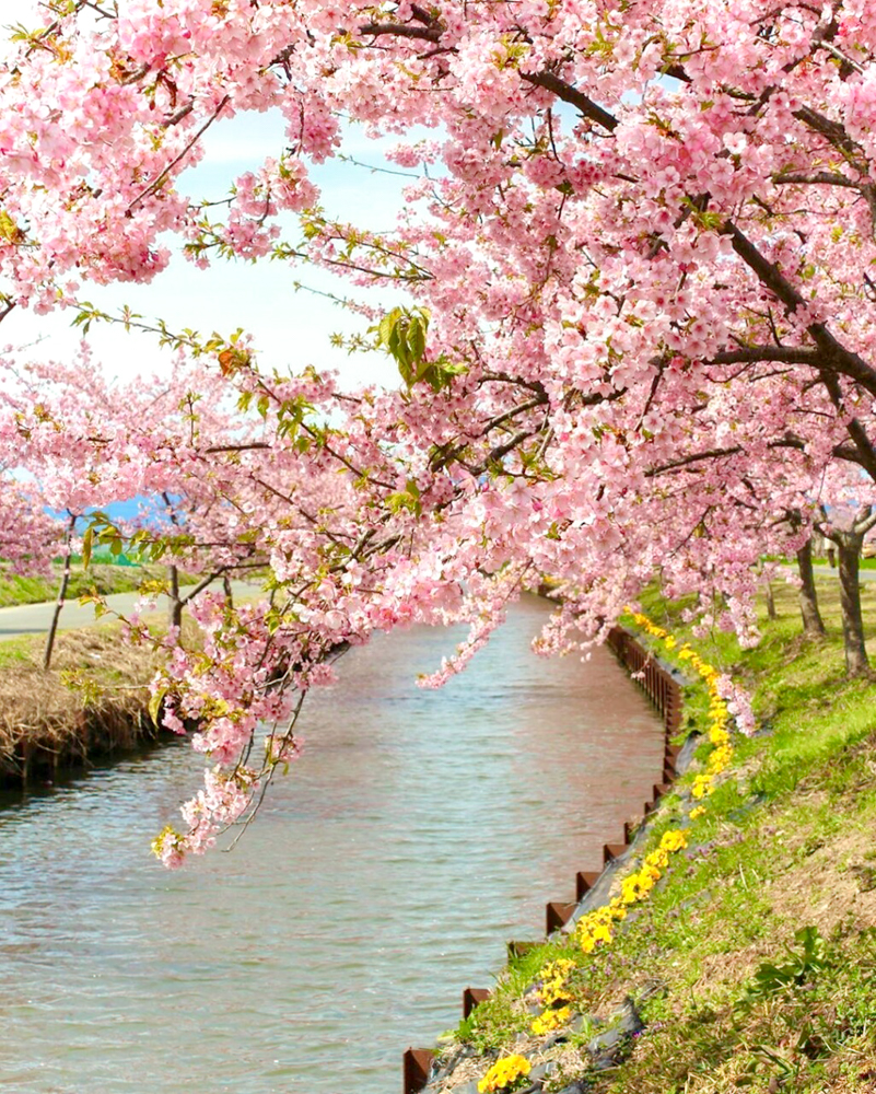 松阪河津桜ロード、2月春の花、三重県松阪市の観光・撮影スポットの画像と写真
