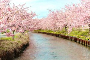 松阪河津桜ロード、2月春の花、三重県松阪市の観光・撮影スポットの画像と写真