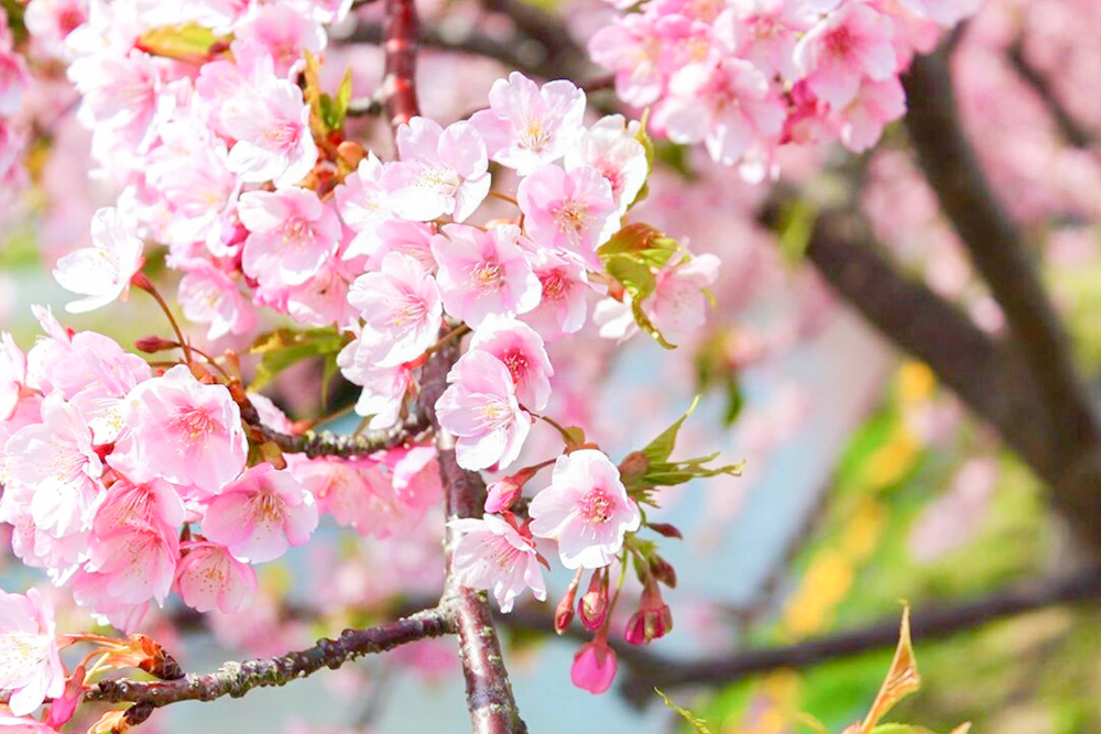 松阪河津桜ロード、2月春の花、三重県松阪市の観光・撮影スポットの画像と写真