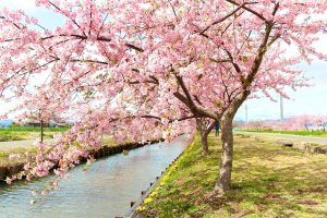 松阪河津桜ロード、2月春の花、三重県松阪市の観光・撮影スポットの画像と写真