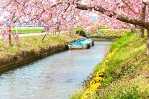 松阪河津桜ロード、2月春の花、三重県松阪市の観光・撮影スポットの画像と写真