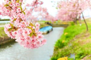 松阪河津桜ロード、2月春の花、三重県松阪市の観光・撮影スポットの画像と写真
