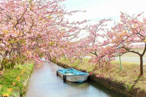 松阪河津桜ロード、2月春の花、三重県松阪市の観光・撮影スポットの画像と写真