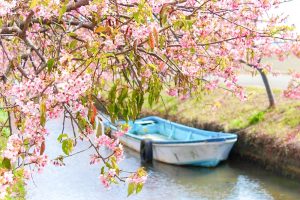 松阪河津桜ロード、2月春の花、三重県松阪市の観光・撮影スポットの画像と写真