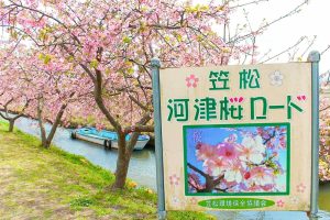 松阪河津桜ロード、2月春の花、三重県松阪市の観光・撮影スポットの画像と写真