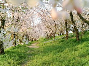 笠松みなと公園、桜、4月春の花、岐阜県羽島郡笠松町の観光・撮影スポット