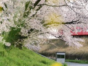 笠松みなと公園、桜、4月春の花、岐阜県羽島郡笠松町の観光・撮影スポット