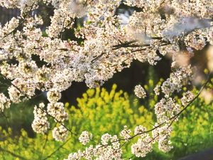 笠松みなと公園、桜、4月春の花、岐阜県羽島郡笠松町の観光・撮影スポット