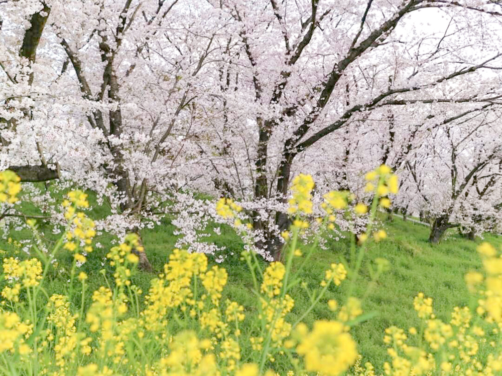 笠松みなと公園、桜、4月春の花、岐阜県羽島郡笠松町の観光・撮影スポット