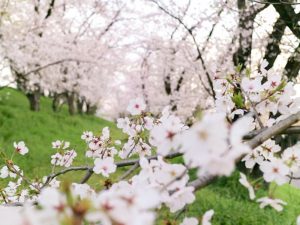 笠松みなと公園、桜、4月春の花、岐阜県羽島郡笠松町の観光・撮影スポット