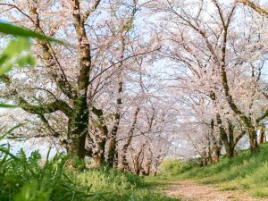 笠松みなと公園、桜、4月春の花、岐阜県羽島郡笠松町の観光・撮影スポット