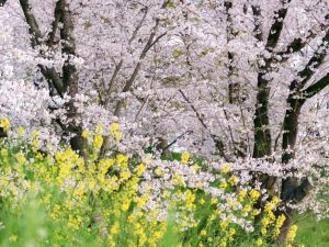 笠松みなと公園、桜、4月春の花、岐阜県羽島郡笠松町の観光・撮影スポット