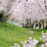 笠松みなと公園、桜、4月春の花、岐阜県羽島郡笠松町の観光・撮影スポット