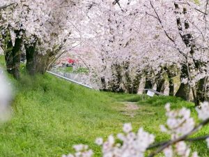 笠松みなと公園、桜、4月春の花、岐阜県羽島郡笠松町の観光・撮影スポット