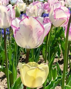 木曽三川公園センター、チューリップ、4月の春の花、岐阜県海津市の観光・撮影スポットの画像と写真