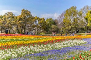 木曽三川公園センター、チューリップ、4月の春の花、岐阜県海津市の観光・撮影スポットの画像と写真