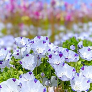 木曽三川公園センター、4月の春の花、岐阜県海津市の観光・撮影スポットの画像と写真