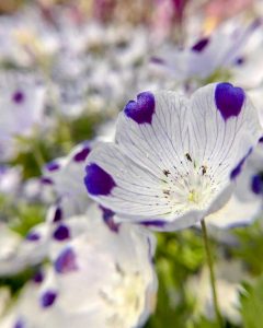 木曽三川公園センター、ネモフィラ、4月の春の花、岐阜県海津市の観光・撮影スポットの画像と写真