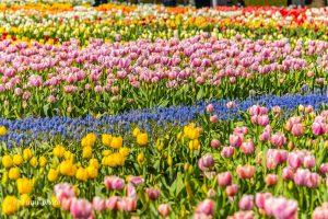 木曽三川公園センター、チューリップ、4月の春の花、岐阜県海津市の観光・撮影スポットの画像と写真