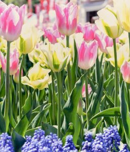 木曽三川公園センター、チューリップ、4月の春の花、岐阜県海津市の観光・撮影スポットの画像と写真