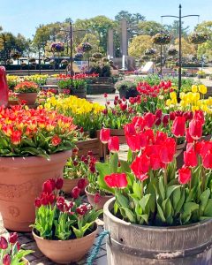 木曽三川公園センター、チューリップ、4月の春の花、岐阜県海津市の観光・撮影スポットの画像と写真