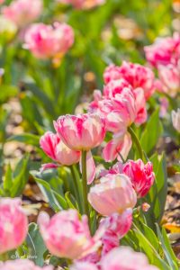 木曽三川公園センター、チューリップ、4月の春の花、岐阜県海津市の観光・撮影スポットの画像と写真
