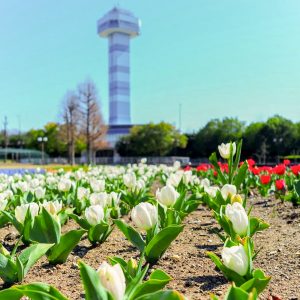 木曽三川公園センター、チューリップ、4月の春の花、岐阜県海津市の観光・撮影スポットの画像と写真