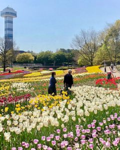 木曽三川公園センター、チューリップ、4月の春の花、岐阜県海津市の観光・撮影スポットの画像と写真