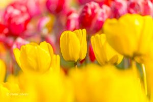 木曽三川公園センター、チューリップ、4月の春の花、岐阜県海津市の観光・撮影スポットの画像と写真