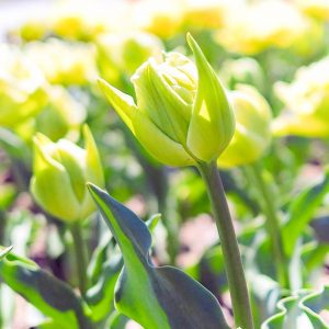 木曽三川公園センター、チューリップ、4月の春の花、岐阜県海津市の観光・撮影スポットの画像と写真