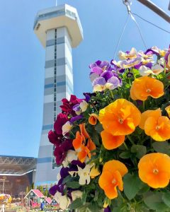 木曽三川公園センター、春の花、4月の春の花、岐阜県海津市の観光・撮影スポットの画像と写真
