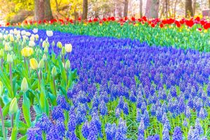 木曽三川公園センター、チューリップ、4月の春の花、岐阜県海津市の観光・撮影スポットの画像と写真