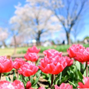 木曽三川公園センター、チューリップ、4月の春の花、岐阜県海津市の観光・撮影スポットの画像と写真